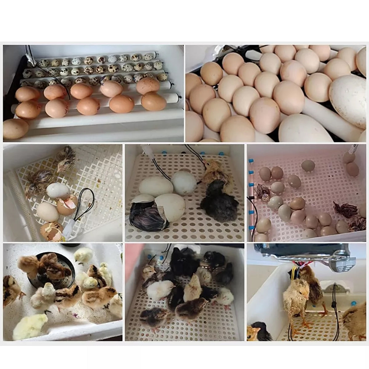 Diceevil 30 Egg Incubator with Automatic Egg Turning and Humidity Temperature Control, Egg Candler Incubators for Hatching Chickens, Ducks, Geese, Quails, and Birds